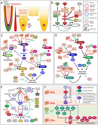 The plant stem-cell niche and pluripotency: 15 years of an epigenetic perspective